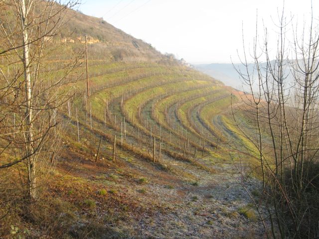 Picture of Vine terrasses
